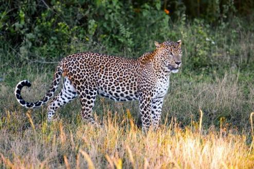 Sri Lanka de Norte a Sur - Parque nacional de Yala - Leopardo