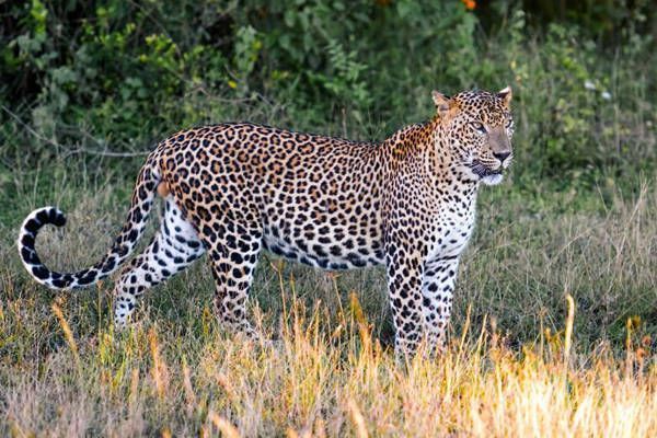 Lo mejor de Sri Lanka - Yala Sri Lanka